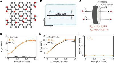 Light controls edge functional groups to enhance membrane permeability
